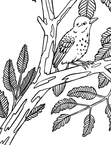 sýnishorn: Thrushes
