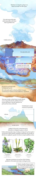 fyrsta síða: Myndasögur um líffræðilega fjölbreytni – 5. saga